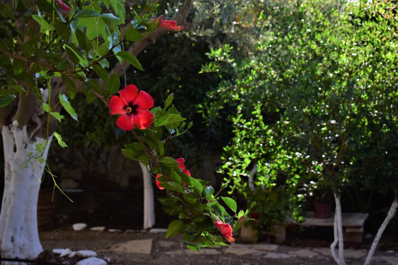 Villa LenaSívas エクステリア 写真